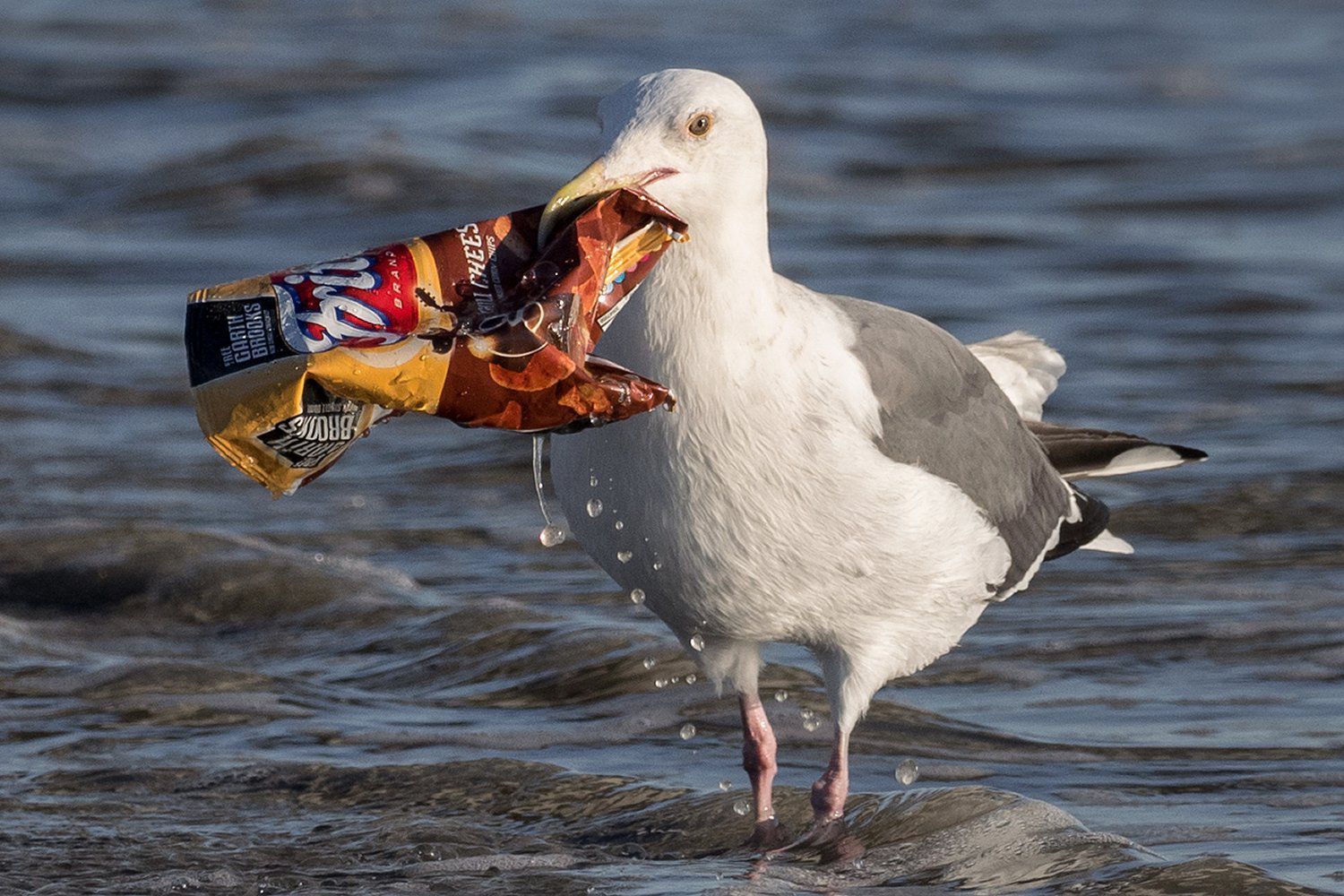 Diemžēl: putni ir piepildīti ar plastmasu.
