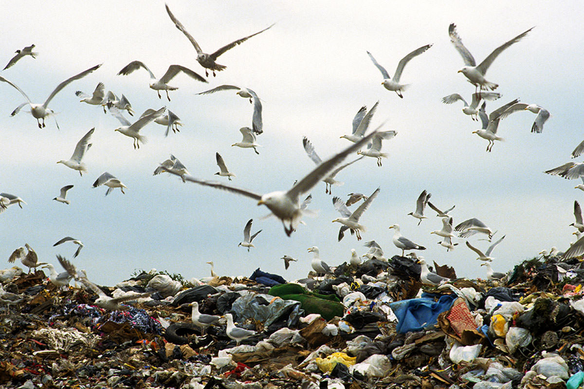 Diemžēl: putni ir piepildīti ar plastmasu.