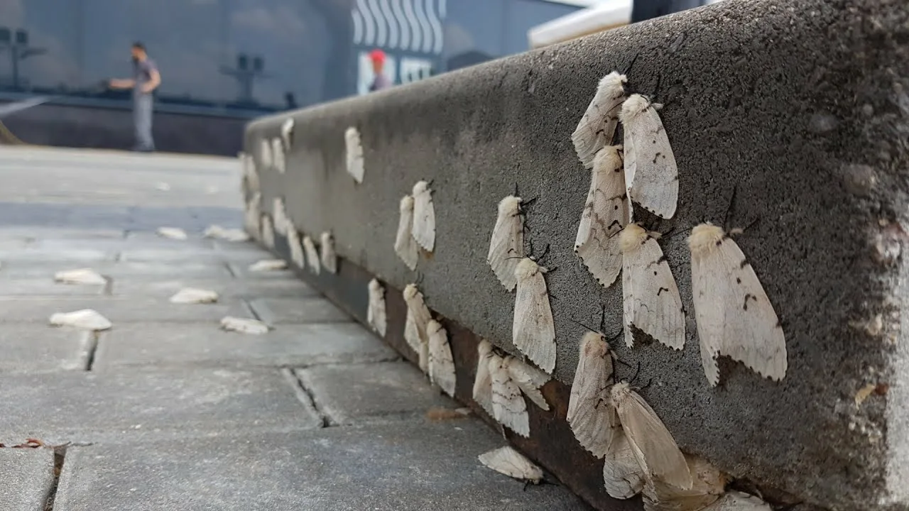 Ja uzdotu jautājumu, vai Murcijā notiek “molu invāzija”, atbilde būtu tāda pati kā katru gadu šajā laikā.