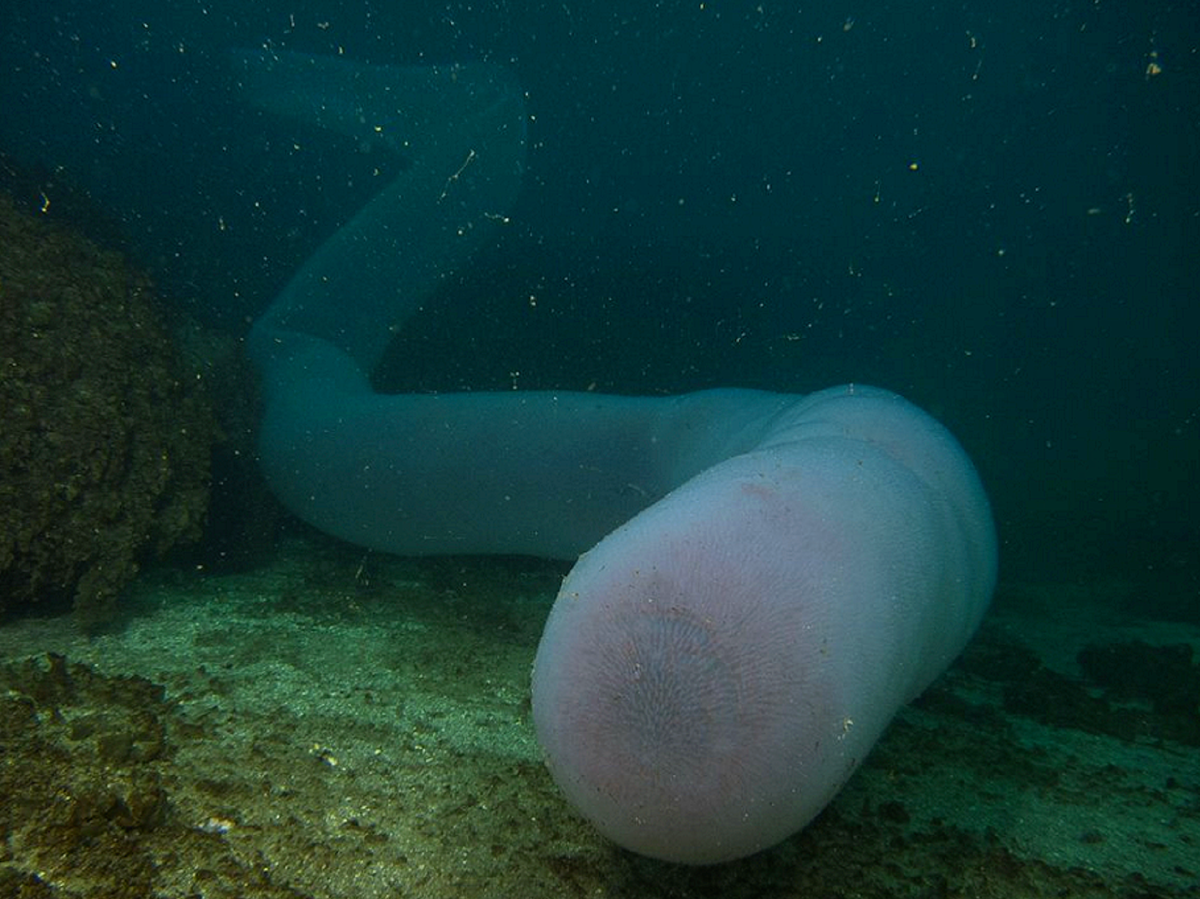 Milzīgie dziļūdens sānu peldētāji apdzīvo vairāk nekā pusi no pasaules okeāna
