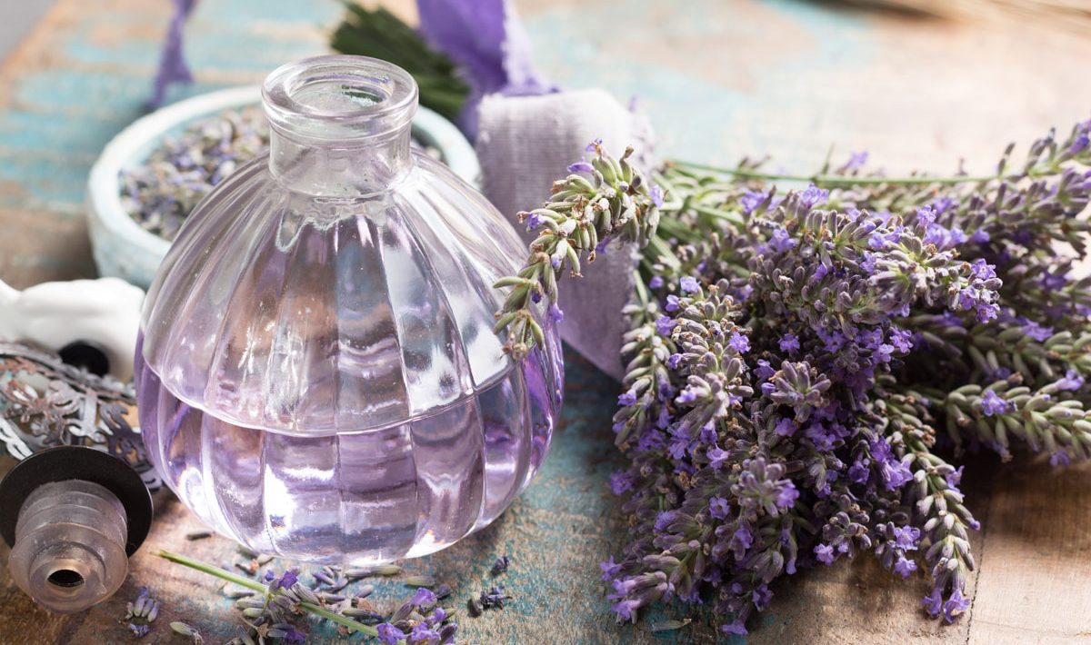 lavanda