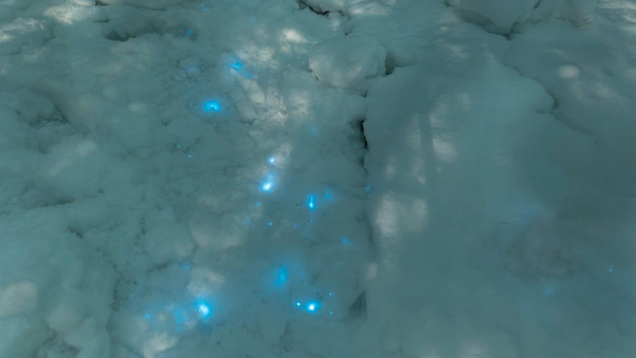 Eksperti