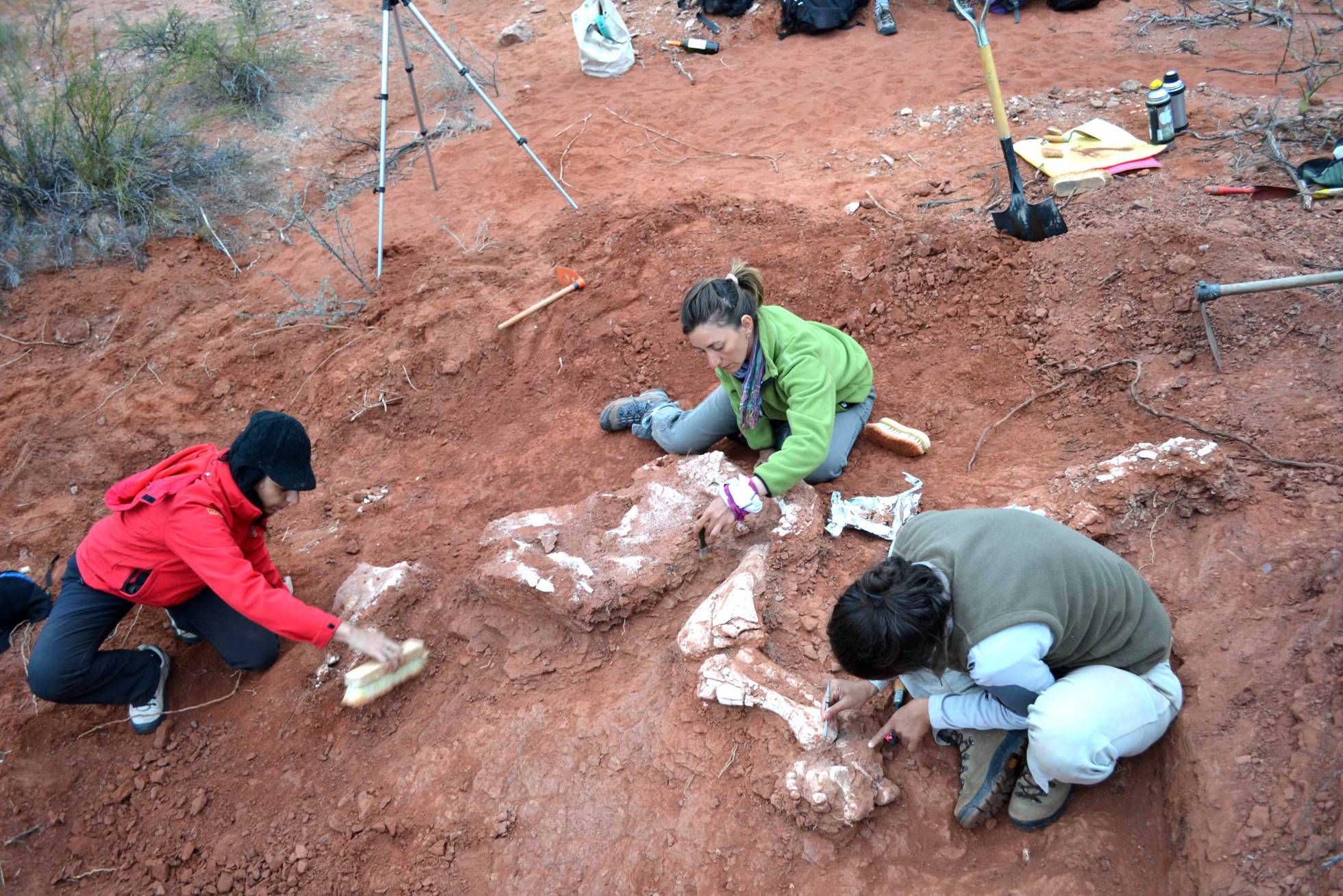 Paleontologi nevar tam noticēt: viņi ir atraduši 220 miljonus gadu vecu dinozauru, kas liek apšaubīt daudzas lietas.