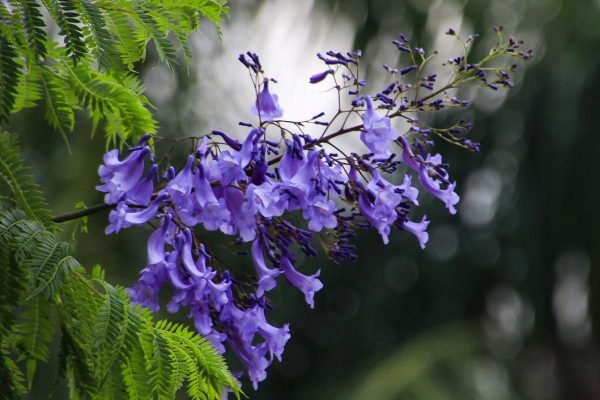 dienas