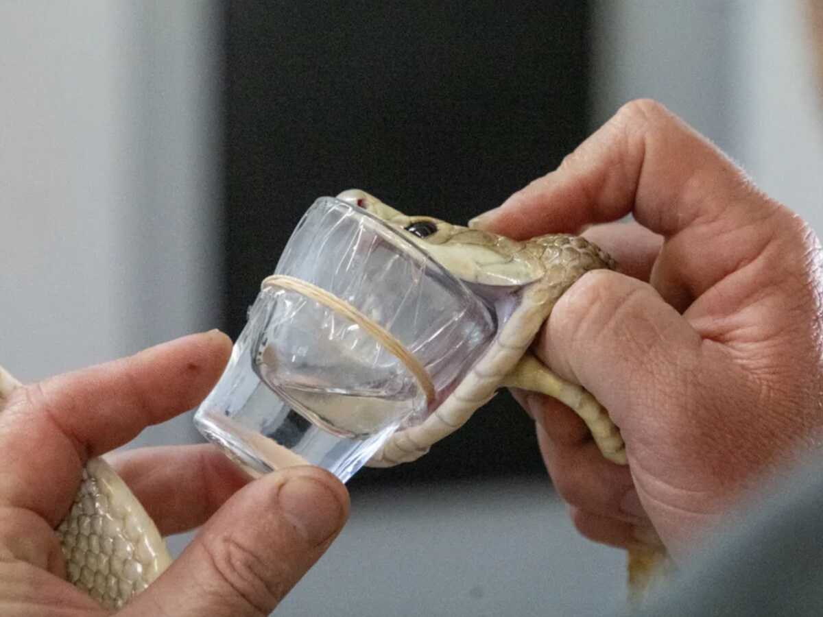 Indes paradokss: kā Austrālijas nāvējošākie dzīvnieki glābj dzīvības
