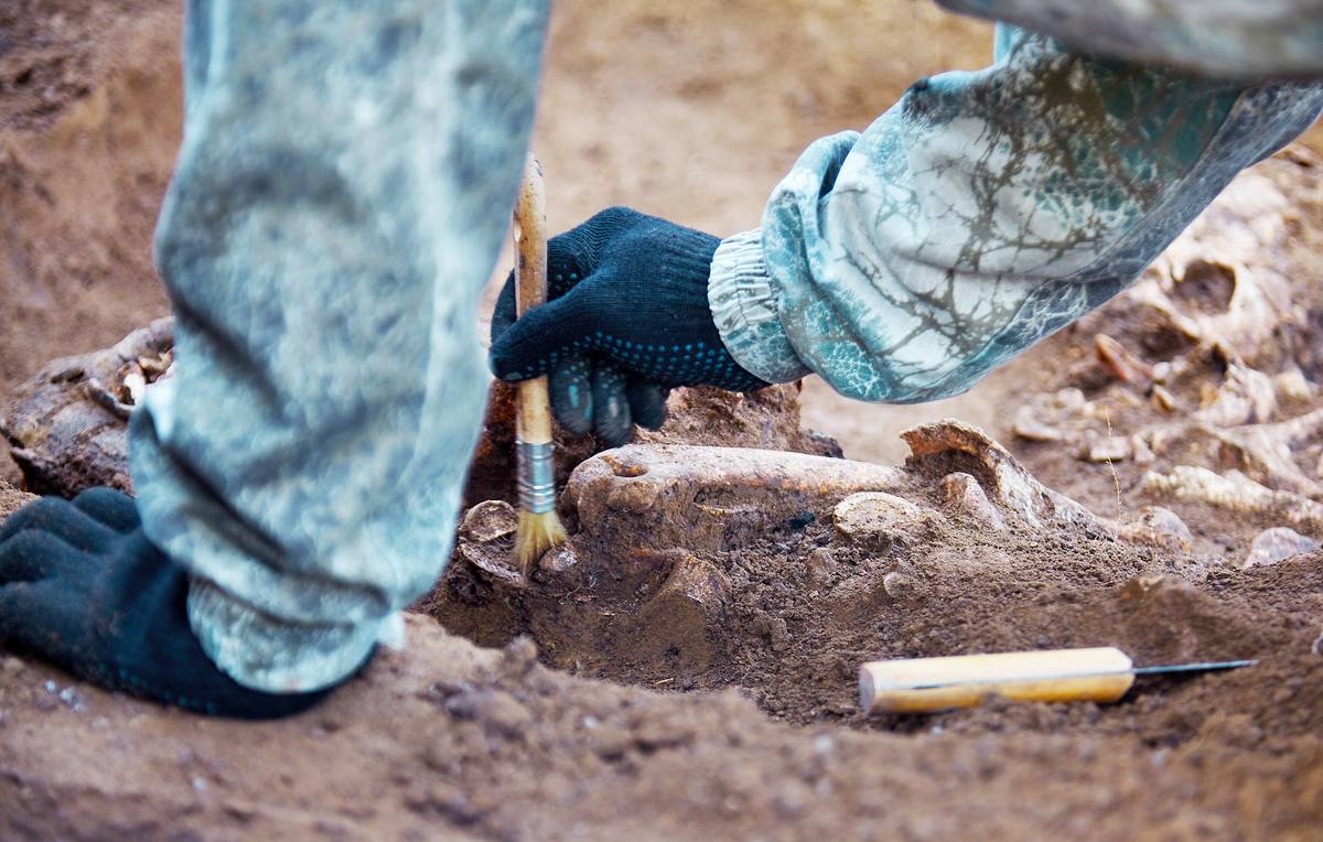 Arheologi ir atklājuši 140 000 gadu senu nogrimušo pasauli, kurā dzīvoja milzu zvēri un sen izmirusi suga.
