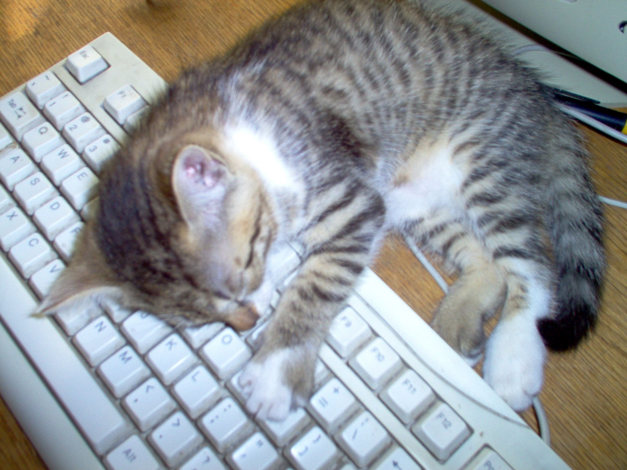Kaķis aizmieg uz tastatūras, un ziņojums, ko viņš atstāj uz monitora, ir vienkārši ideāls.