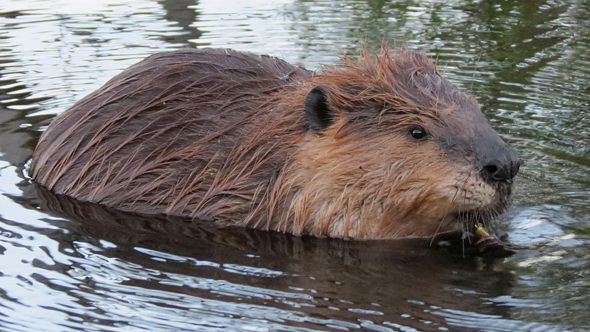 Iepazīstieties ar apdraudētajām dzīvnieku sugām, kas dzīvo Nuevo León štatā un Santa Catarina upē.