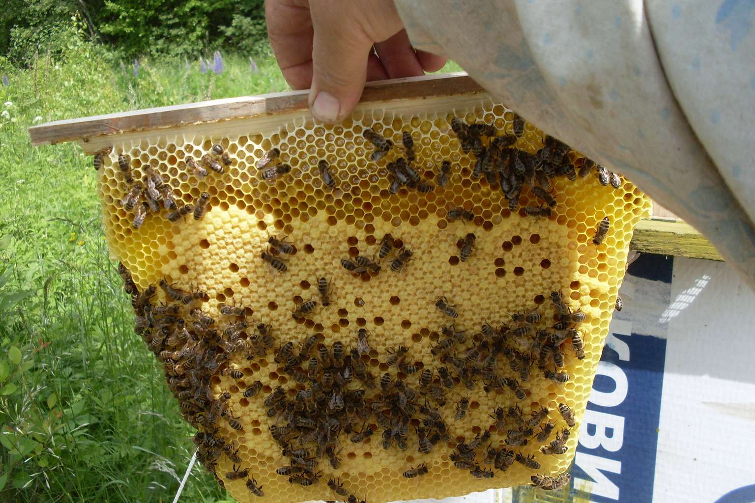 Ne grāmatas, ne apģērbs: atveriet čemodānu pagrabā un atrodiet dabas dārgumu