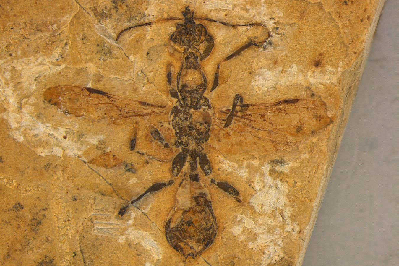 Pirmieši zombiji: dzintars saglabājis pirmos Ophiocordyceps sēnītes upurus pirms 130 miljoniem gadu