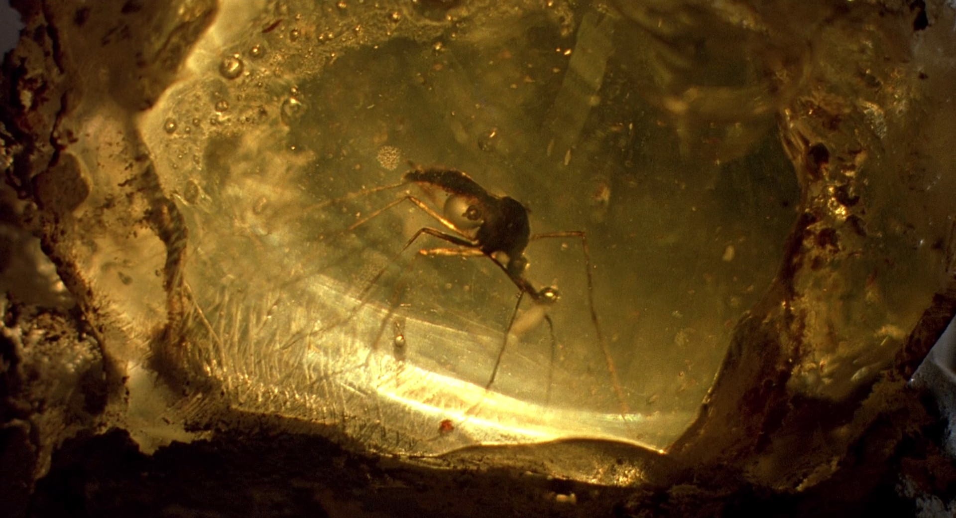 Pirmieši zombiji: dzintars saglabājis pirmos Ophiocordyceps sēnītes upurus pirms 130 miljoniem gadu