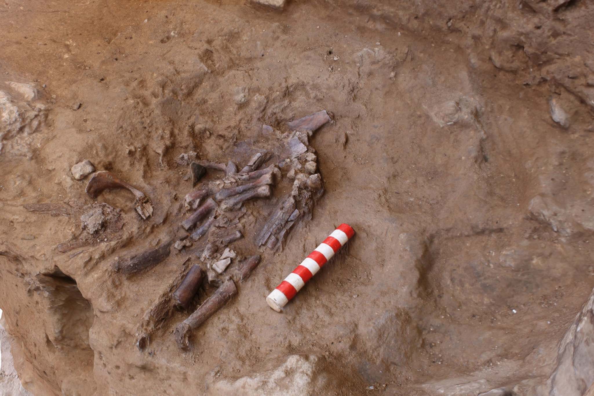 Arheologi ir atklājuši 140 000 gadu senu nogrimušo pasauli, kurā dzīvoja milzu zvēri un sen izmirusi suga.