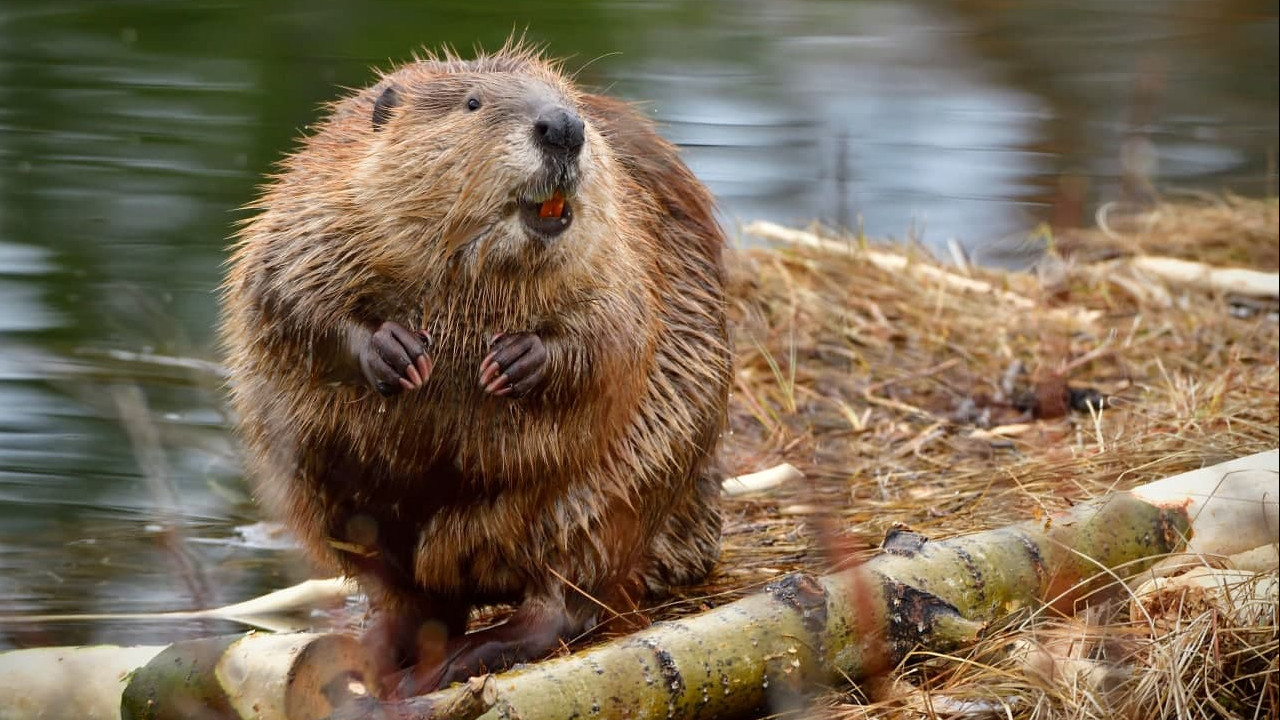Iepazīstieties ar apdraudētajām dzīvnieku sugām, kas dzīvo Nuevo León štatā un Santa Catarina upē.