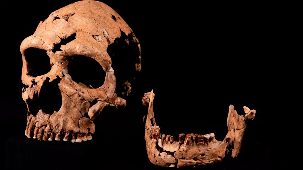 neandertāliešu