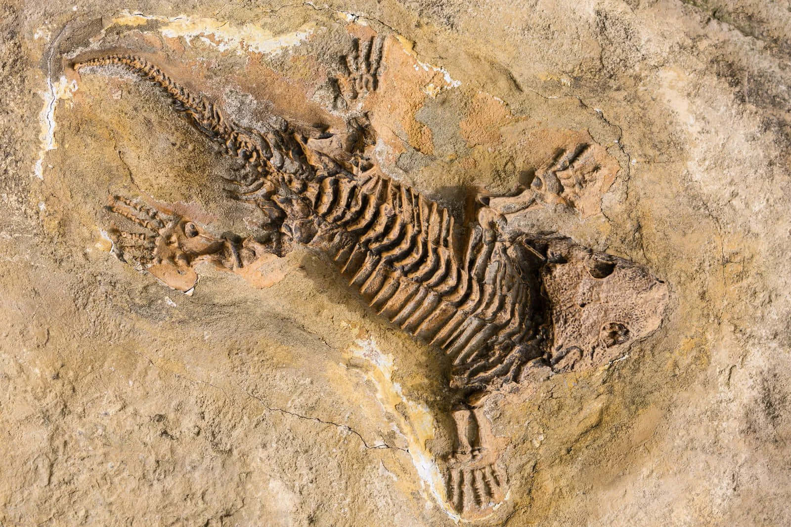 Paleontologi ir pārsteigti: reptiļi apdzīvoja Zemi 40 miljonus gadu agrāk, nekā tika uzskatīts iepriekš.