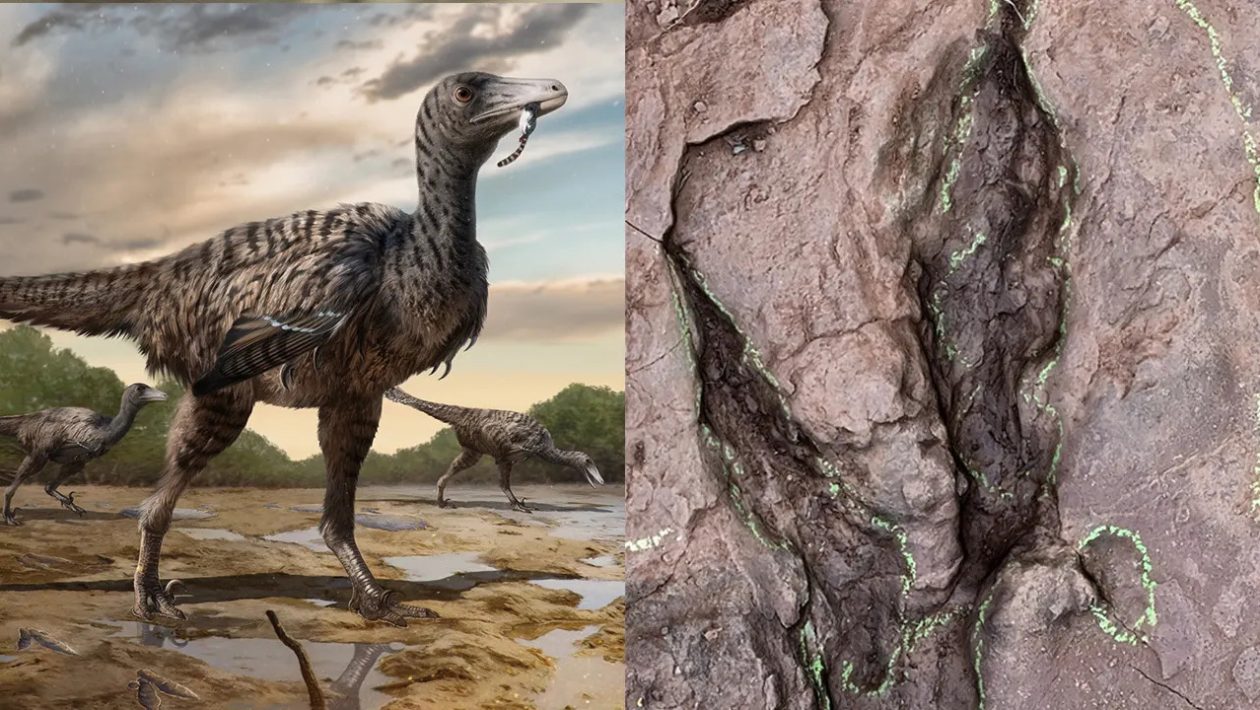 dinozauri