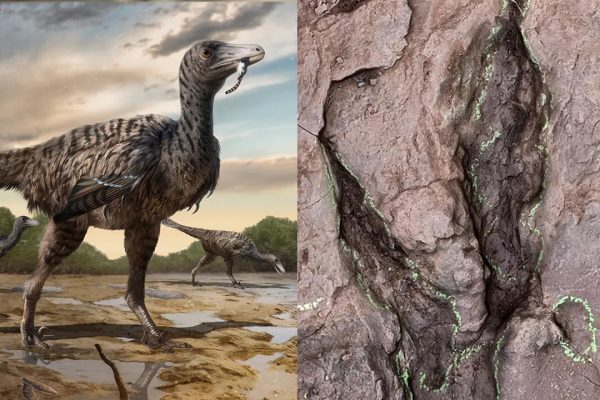 dinozauri