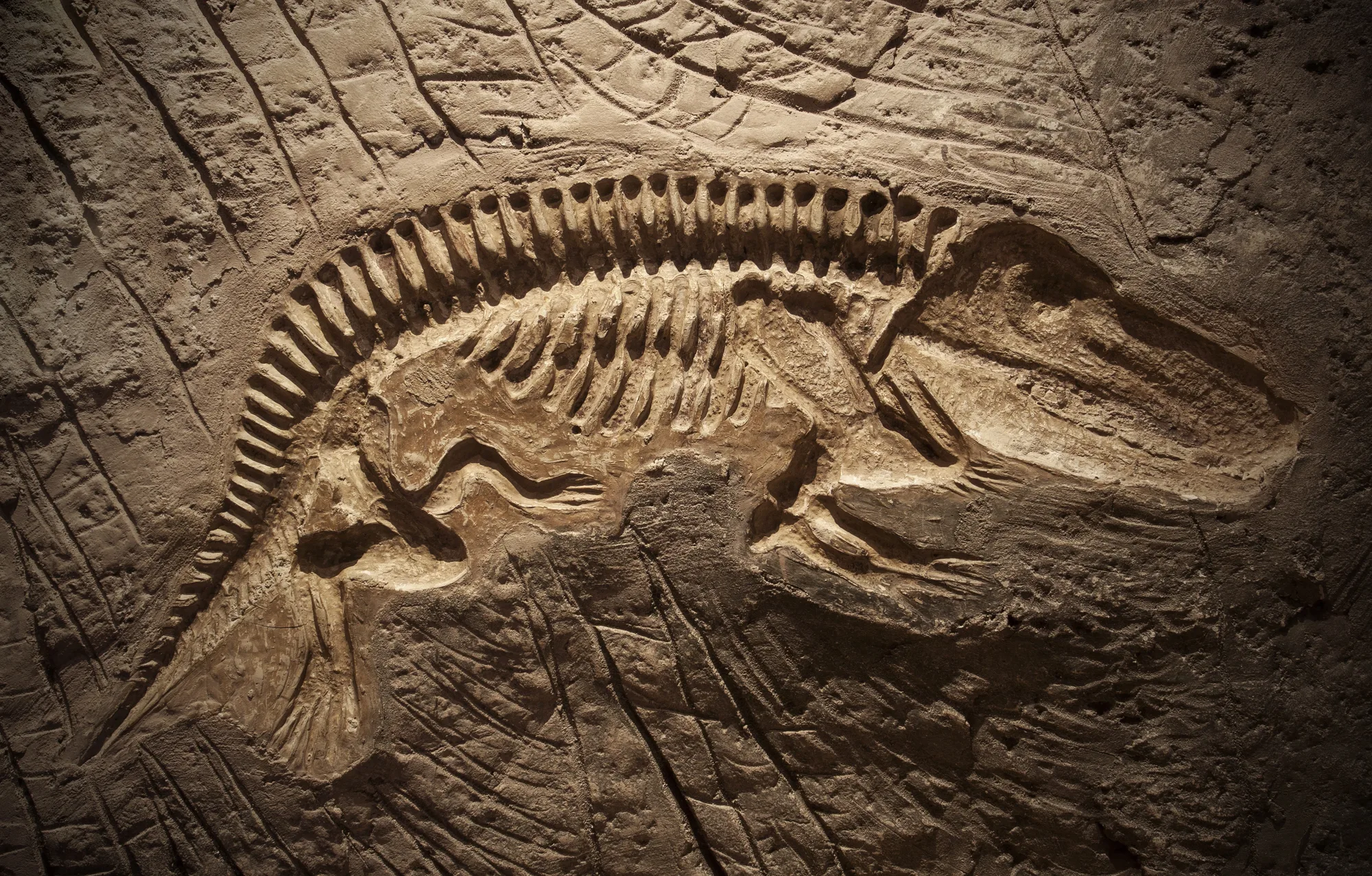 Paleontologi ir pārsteigti: reptiļi apdzīvoja Zemi 40 miljonus gadu agrāk, nekā tika uzskatīts iepriekš.