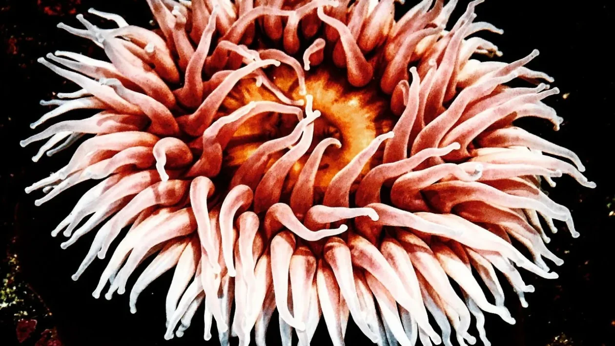 apkārt