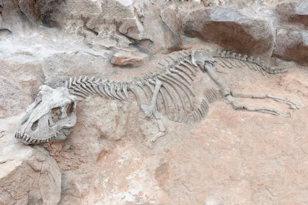 Paleontologi