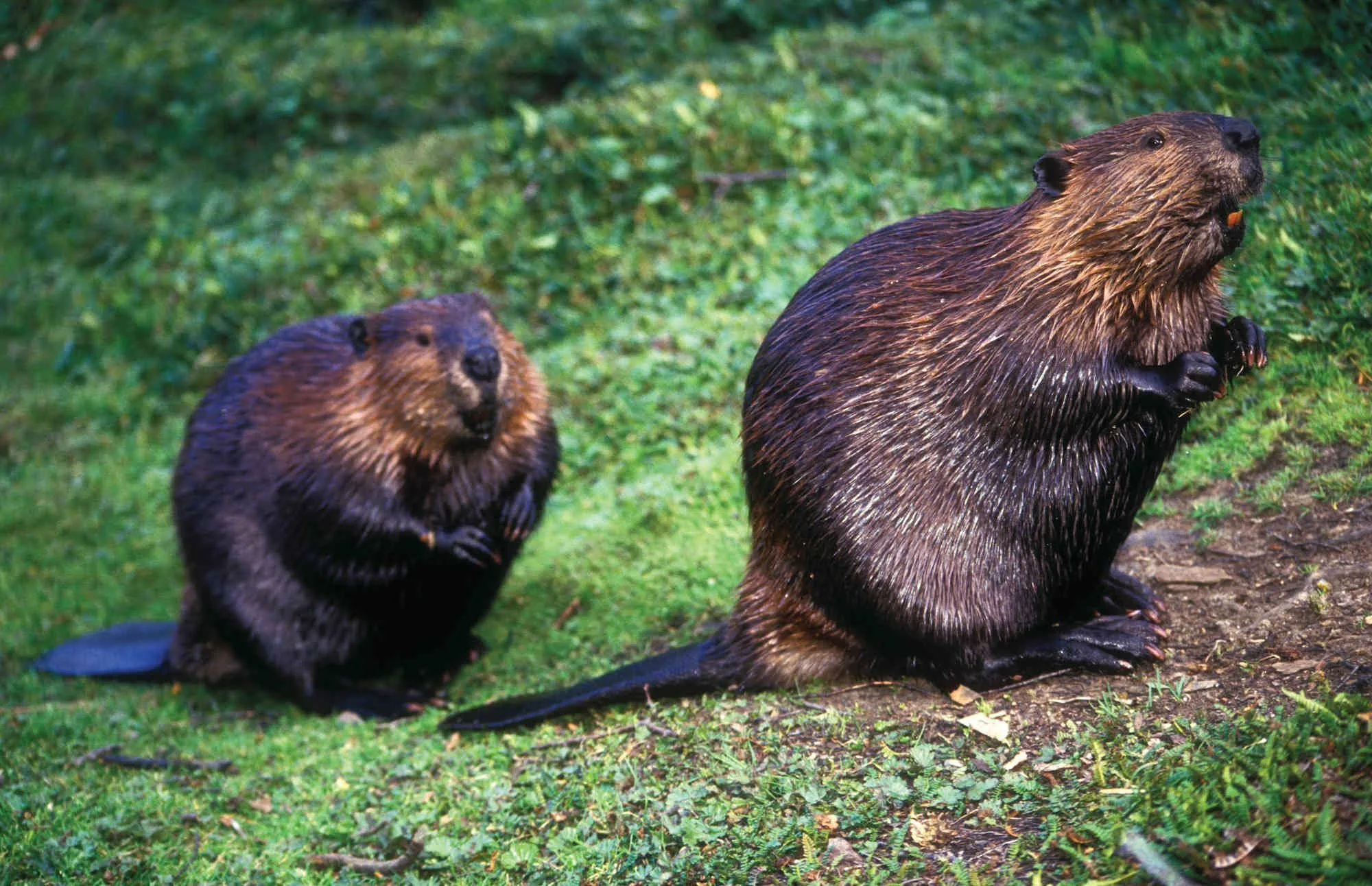 Iepazīstieties ar apdraudētajām dzīvnieku sugām, kas dzīvo Nuevo León štatā un Santa Catarina upē.