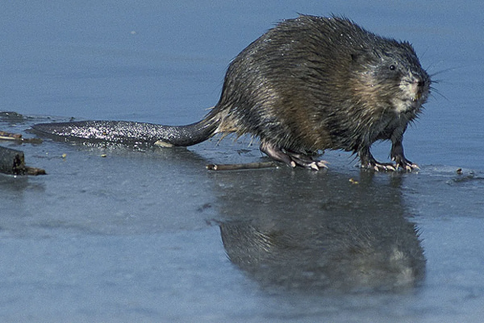 Pārsteidzošs atklājums Maču Pikču: vēsturiskajā rezervātā atklāta jauna suga