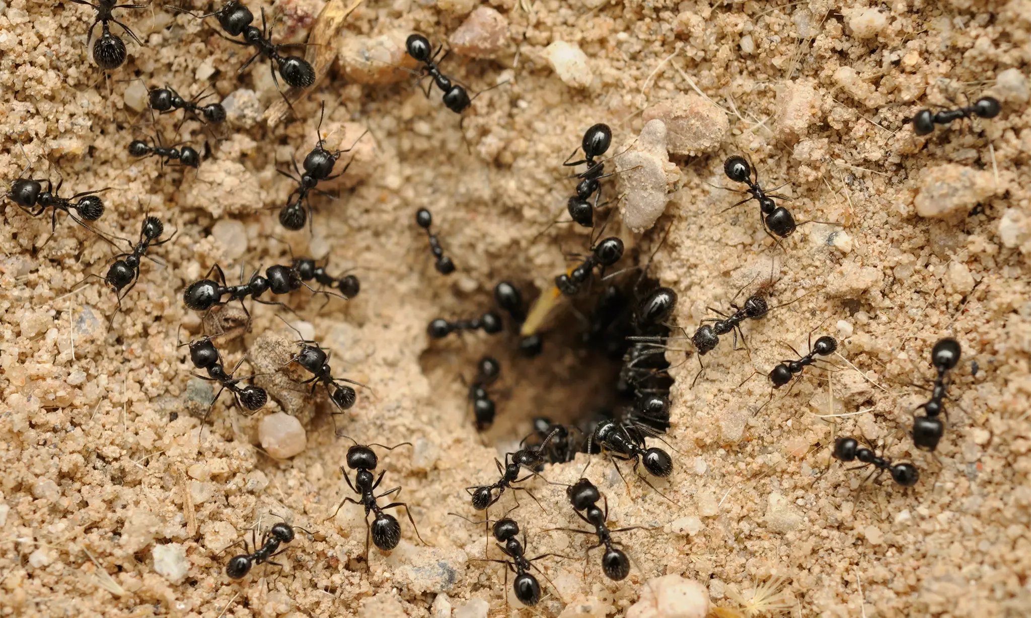 Atvadieties no skudru pūžņiem savā mājā un dārzā ar šo mājas līdzekļu palīdzību, kas patiešām darbojas.