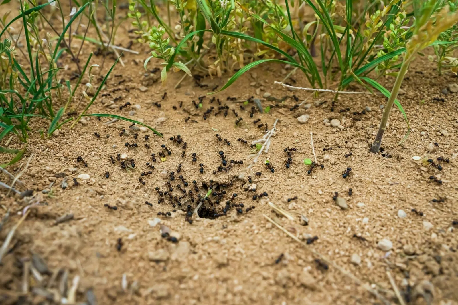 Atvadieties no skudru pūžņiem savā mājā un dārzā ar šo mājas līdzekļu palīdzību, kas patiešām darbojas.