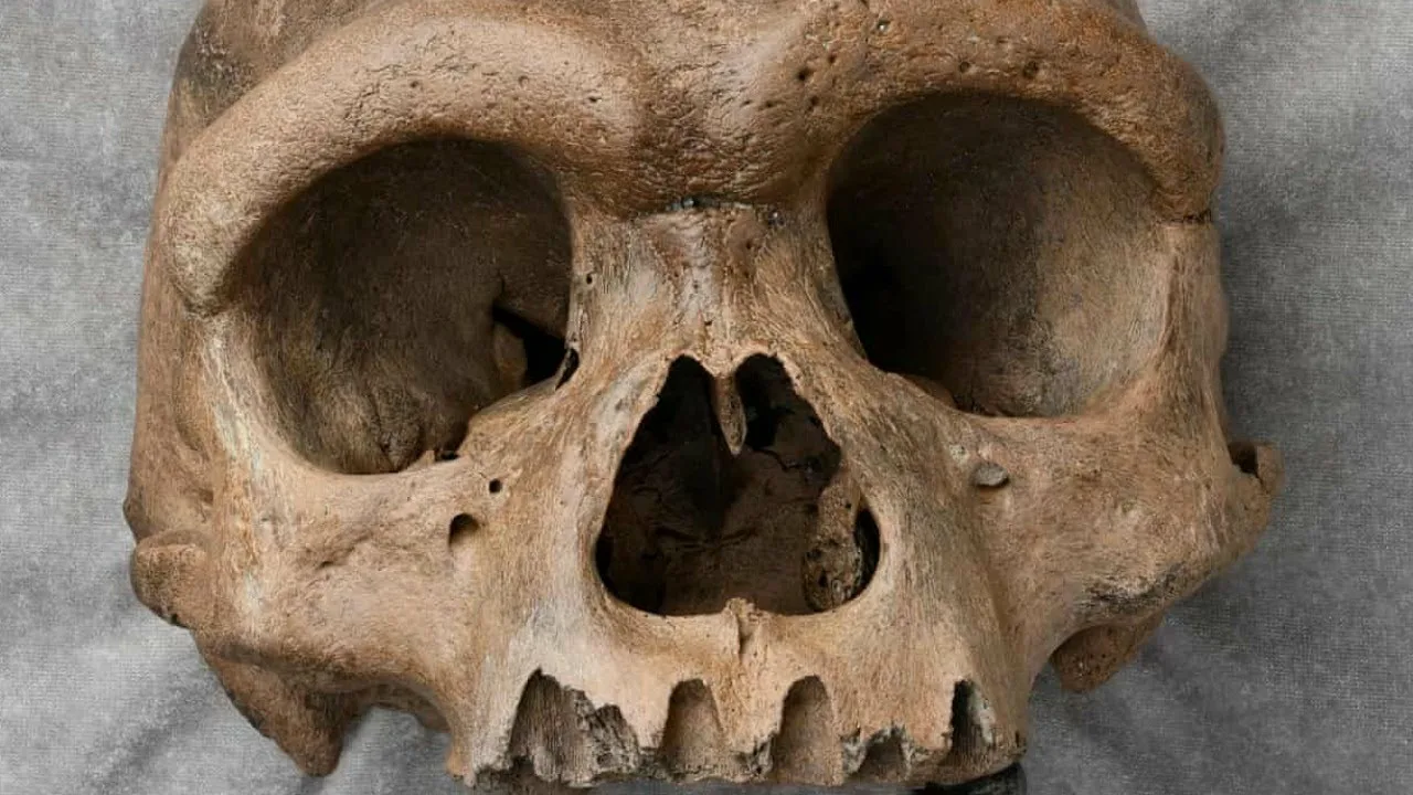 Mums ir jauni dati par neandertāliešu rituālo uzvedību: Des Cubierta alā (Madride) atrastas apzināti sakrautas dzīvnieku galvaskausu kaudzes.