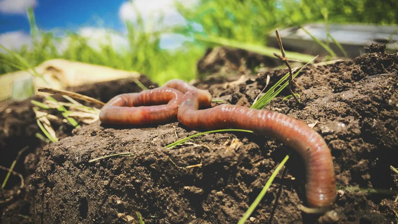 Tārpu armija būvē pārvietojamas torņus, lai kopīgi izvairītos no briesmām: pārsteidzošs dabas fenomens, kas fascinē zinātniekus un kas pirmo reizi ir izdevies iemūžināt.