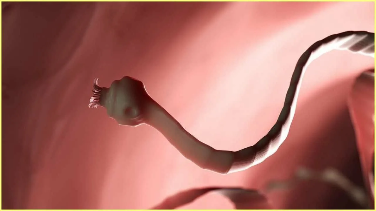Parazīts, kas pārnēsājas ar kaķiem, 5 minūtēs bojā cilvēka spermatozoīdus.