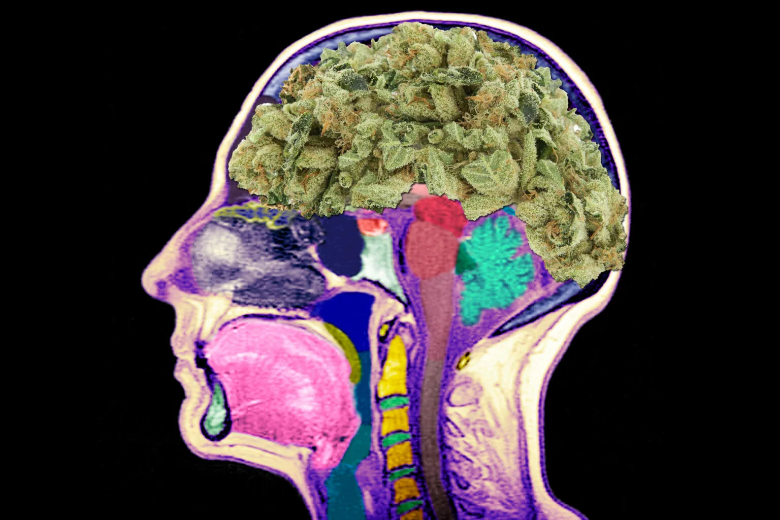 Kannabinoīdi maina smadzeņu vielmaiņu: astrocitāru mitohondriju nozīmīgā loma