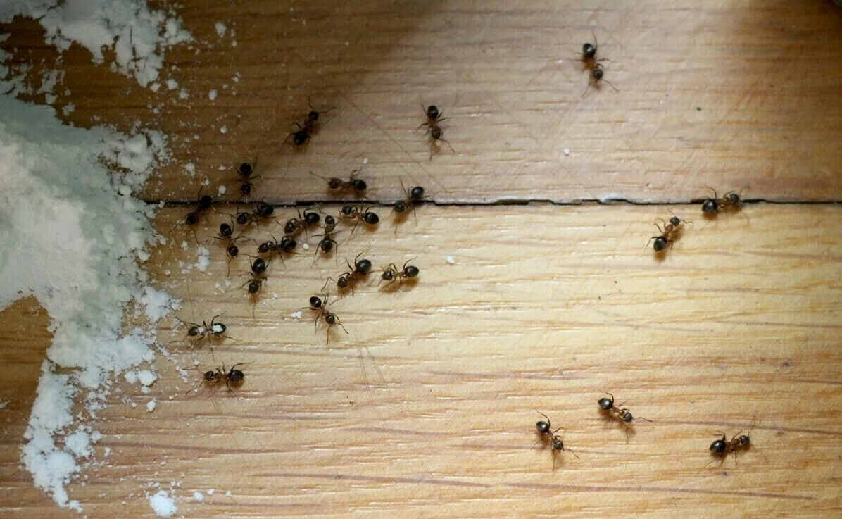 Kā atbrīvoties no skudru invāzijas mājā, izmantojot tikai vienu sastāvdaļu, kas ir jūsu virtuvē.