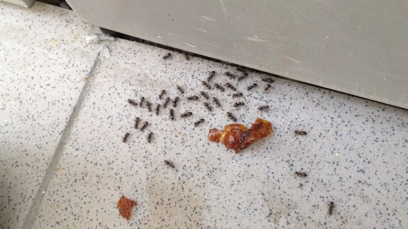 Kā atbrīvoties no skudru invāzijas mājā, izmantojot tikai vienu sastāvdaļu, kas ir jūsu virtuvē.
