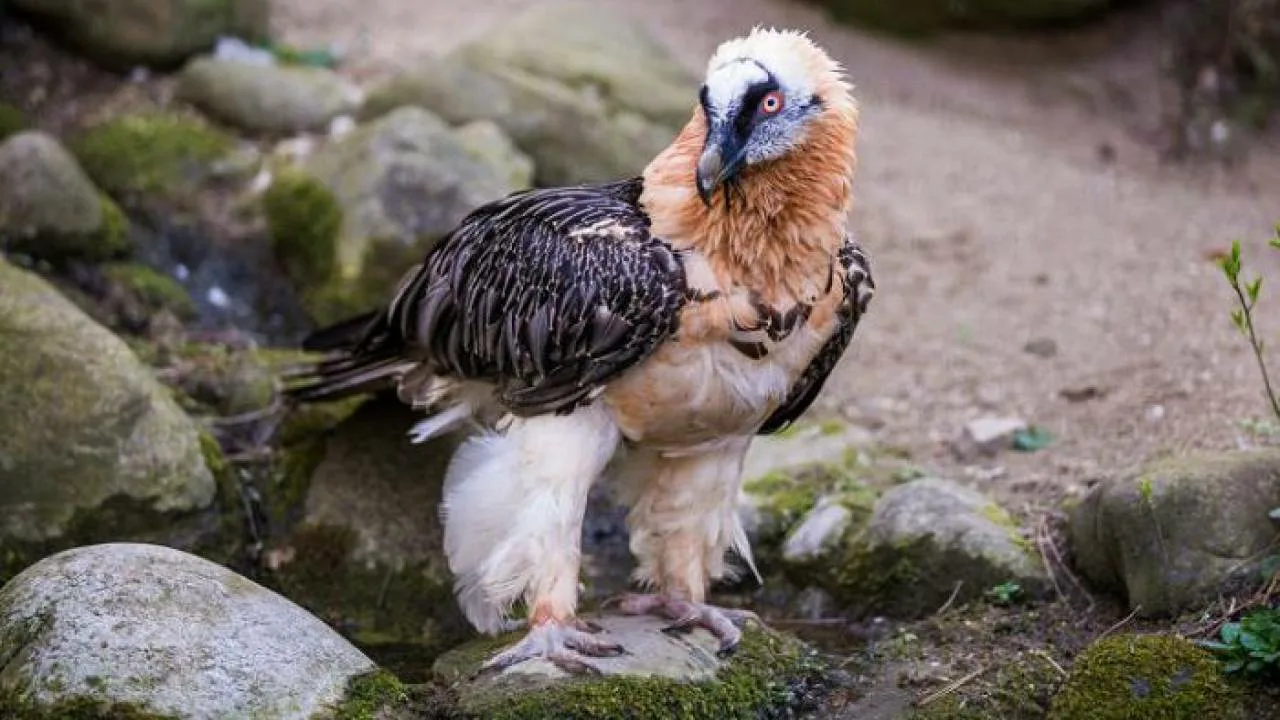 Sensācija Latvijas zooloģijā: pirmo reizi 100 gadu laikā piedzimis šīs aizsargājamās dzīvnieku sugas mazulis.