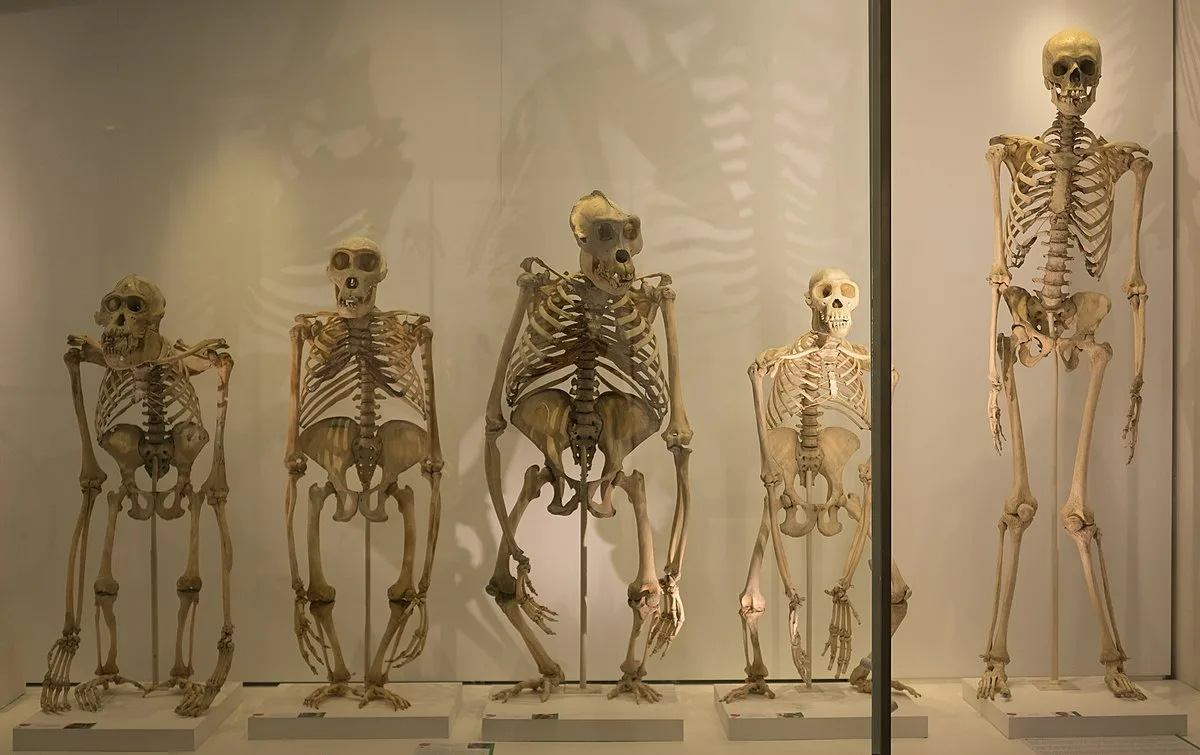 6000 gadus veciem skeleti ir atšķirīga DNS, kas nav saistīta ar mūsdienu cilvēkiem