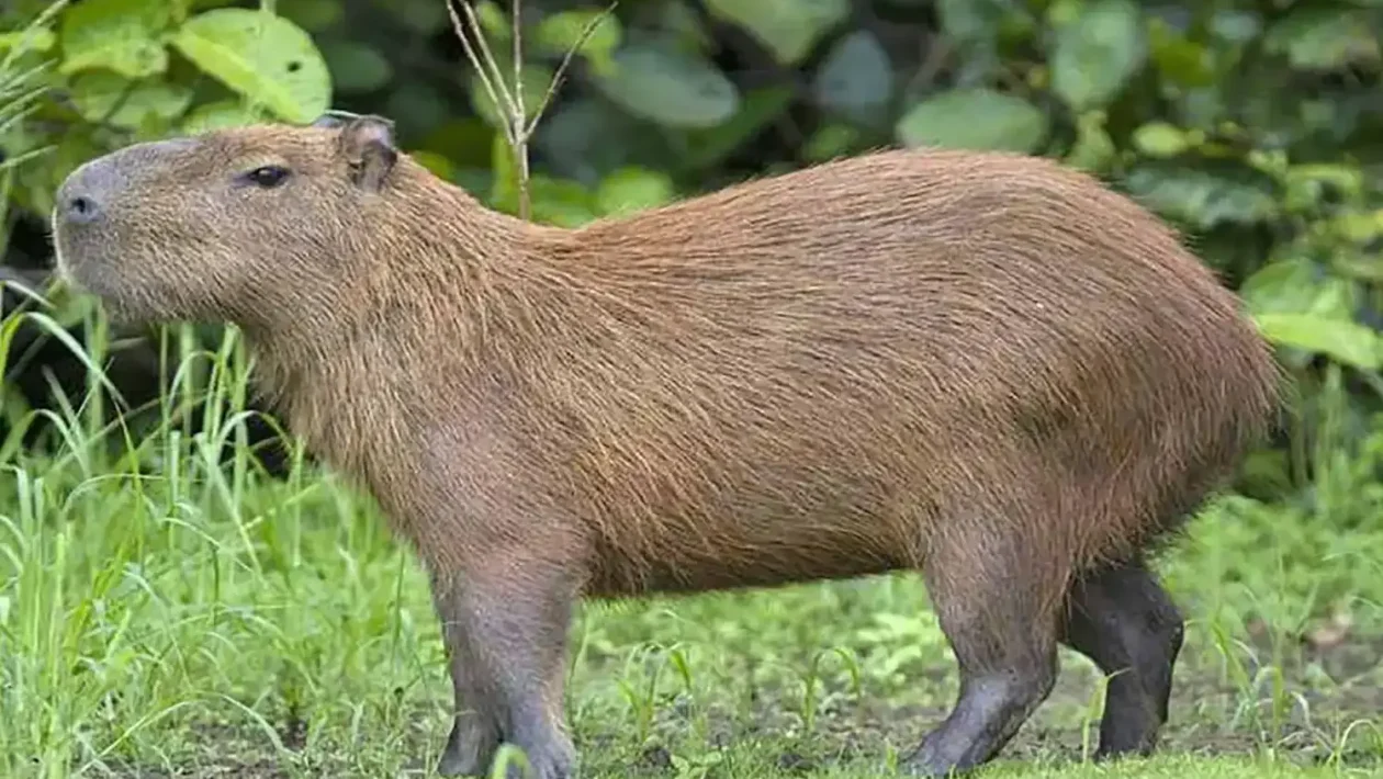 Eiropā