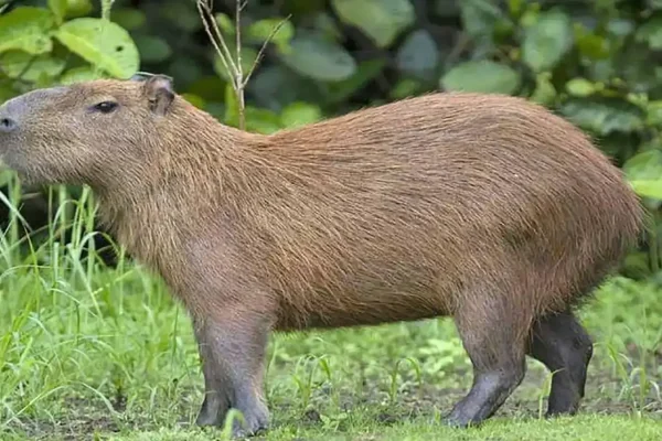 Eiropā