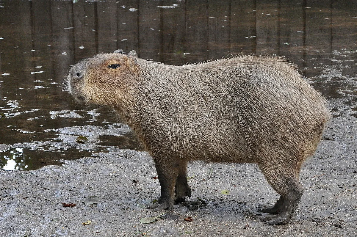 Dzīvnieks, kas gadsimtiem ilgi tika uzskatīts par izmirušu no Pireneju pussalas, parādījās Težu upē: tas ir lielākais grauzējs Eiropā, kura svars sasniedz 30 kilogramus.