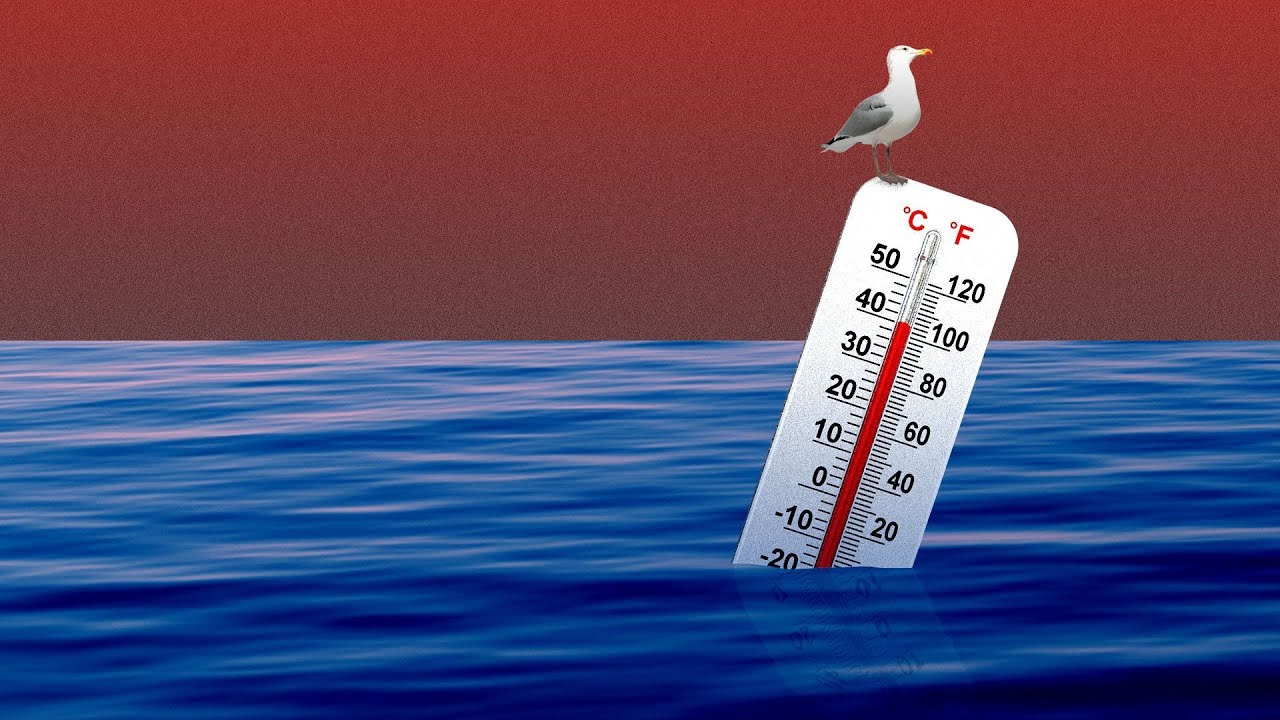 Šovasar Vidusjūras ūdens temperatūra sasniegs 30 grādus, kas apdraudēs sugas un jūras ekosistēmu.