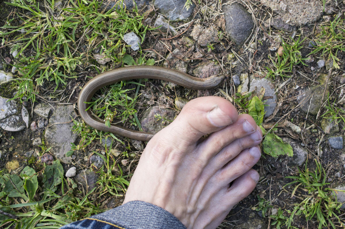 Ja jūsu pagalmā ir tāda bedre, labāk aizbēdziet: tas nozīmē, ka tur ir čūska.