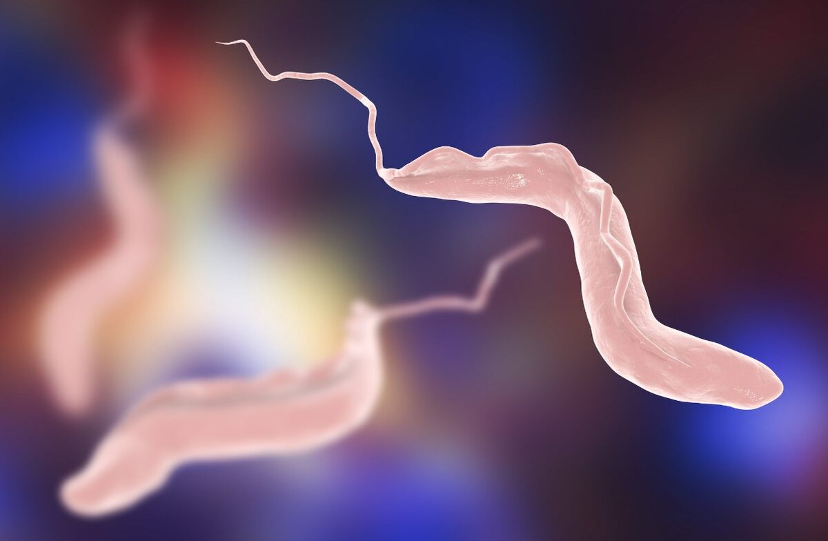 Parazīts, kas pārnēsājas ar kaķiem, 5 minūtēs bojā cilvēka spermatozoīdus.