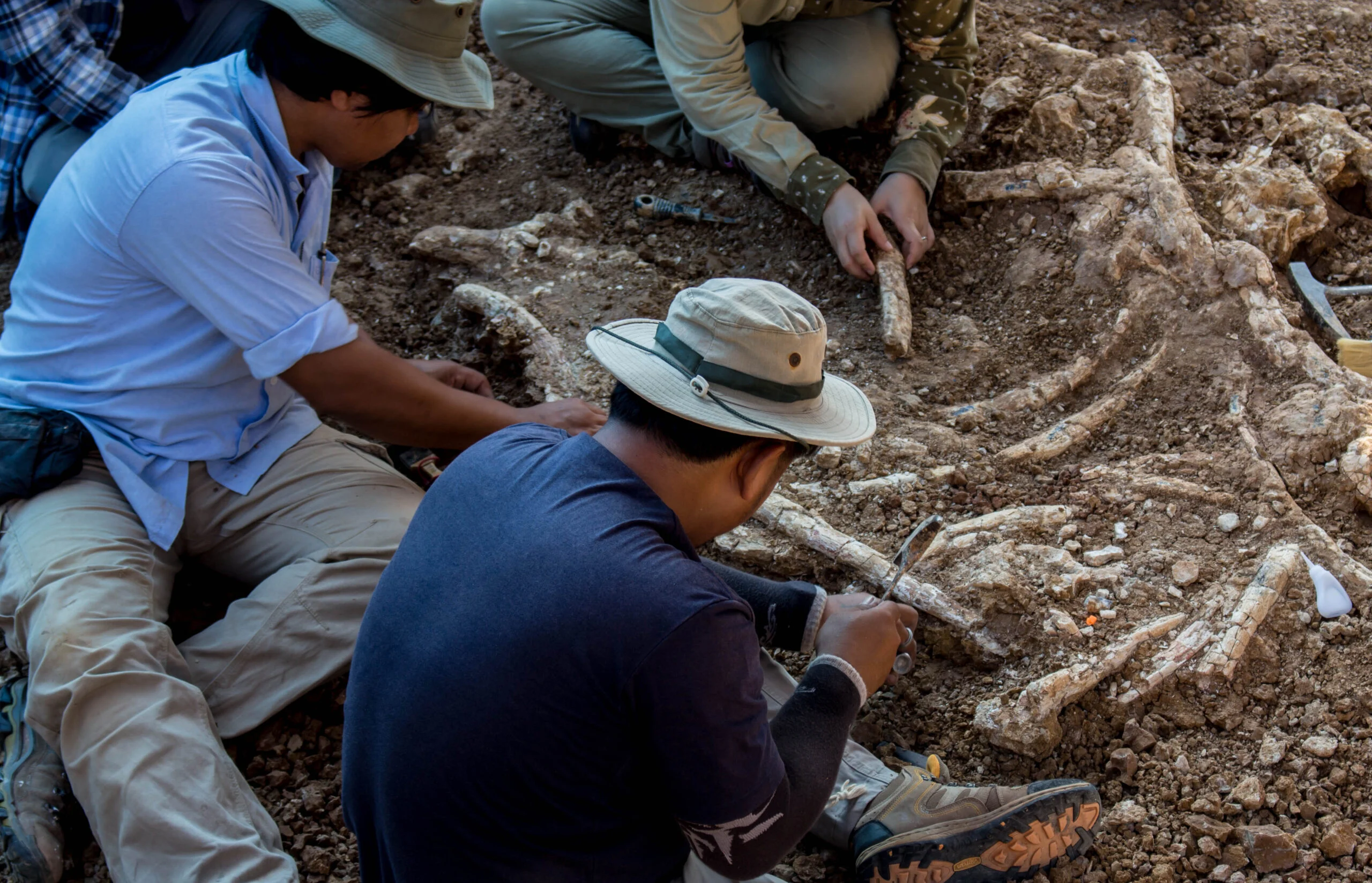Paleontologi nevar tam noticēt: viņi ir atraduši 220 miljonus gadu vecu dinozauru, kas liek apšaubīt daudzas lietas.