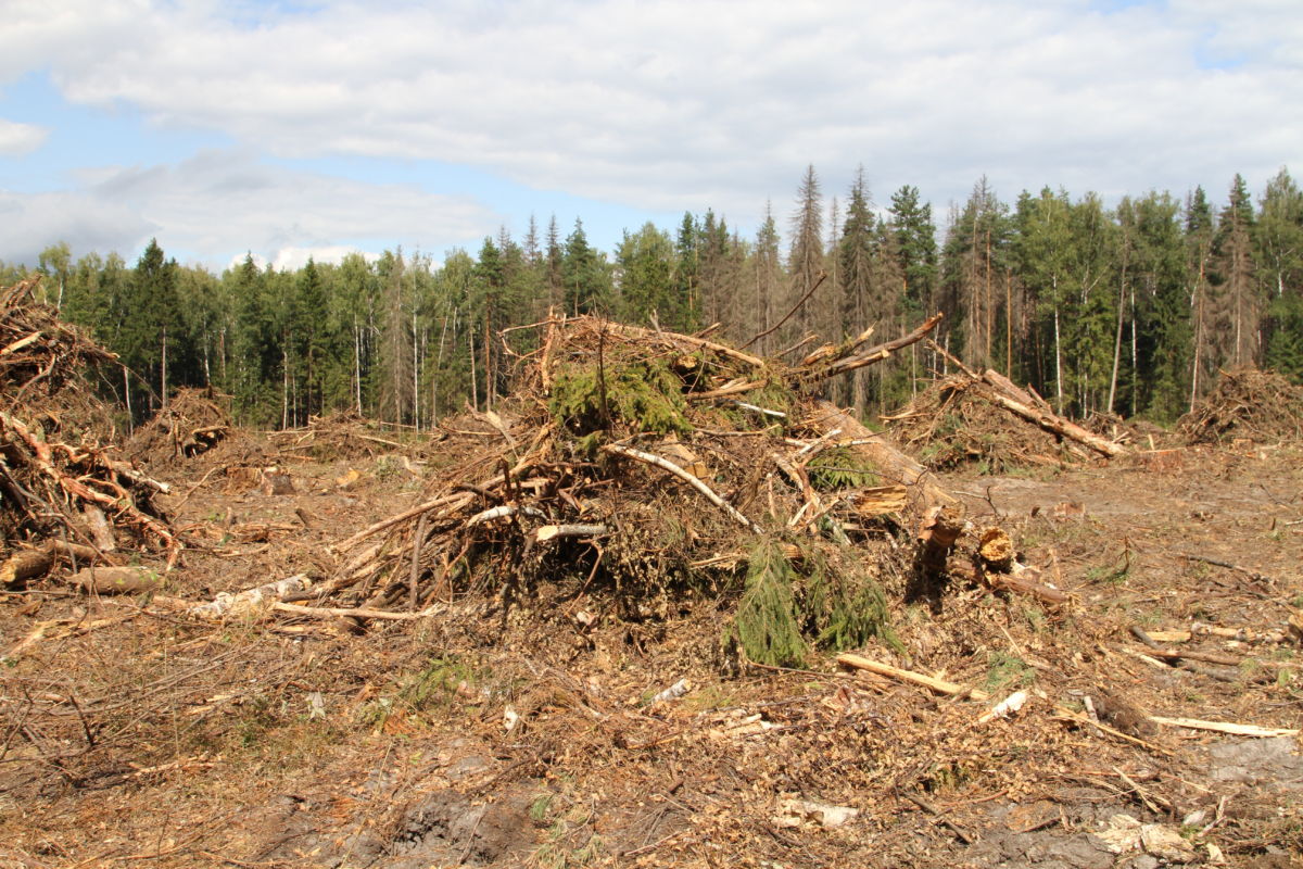 Jauns pētījums liecina, ka mežizstrādes un kokapstrādes atkritumu apglabāšana zemē var izraisīt milzīga CO2 daudzuma izdalīšanos no gaisa, kas ir pietiekams, lai atdzesētu planētu par 0,4 °C.