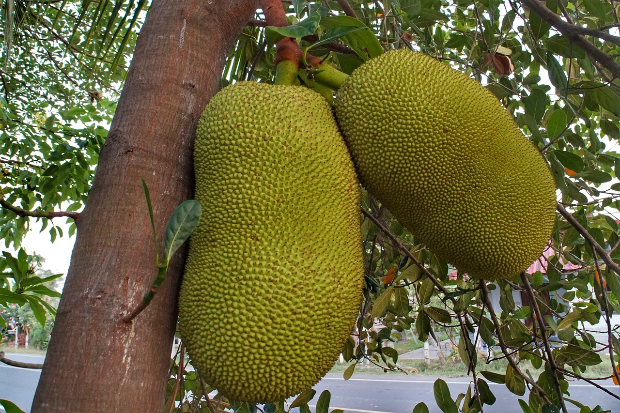 Tas nav melone vai arbūzs: tropu auglis, kas sver 50 kg un ir ideāli piemērots cukura līmeņa kontrolēšanai asinīs vasarā.