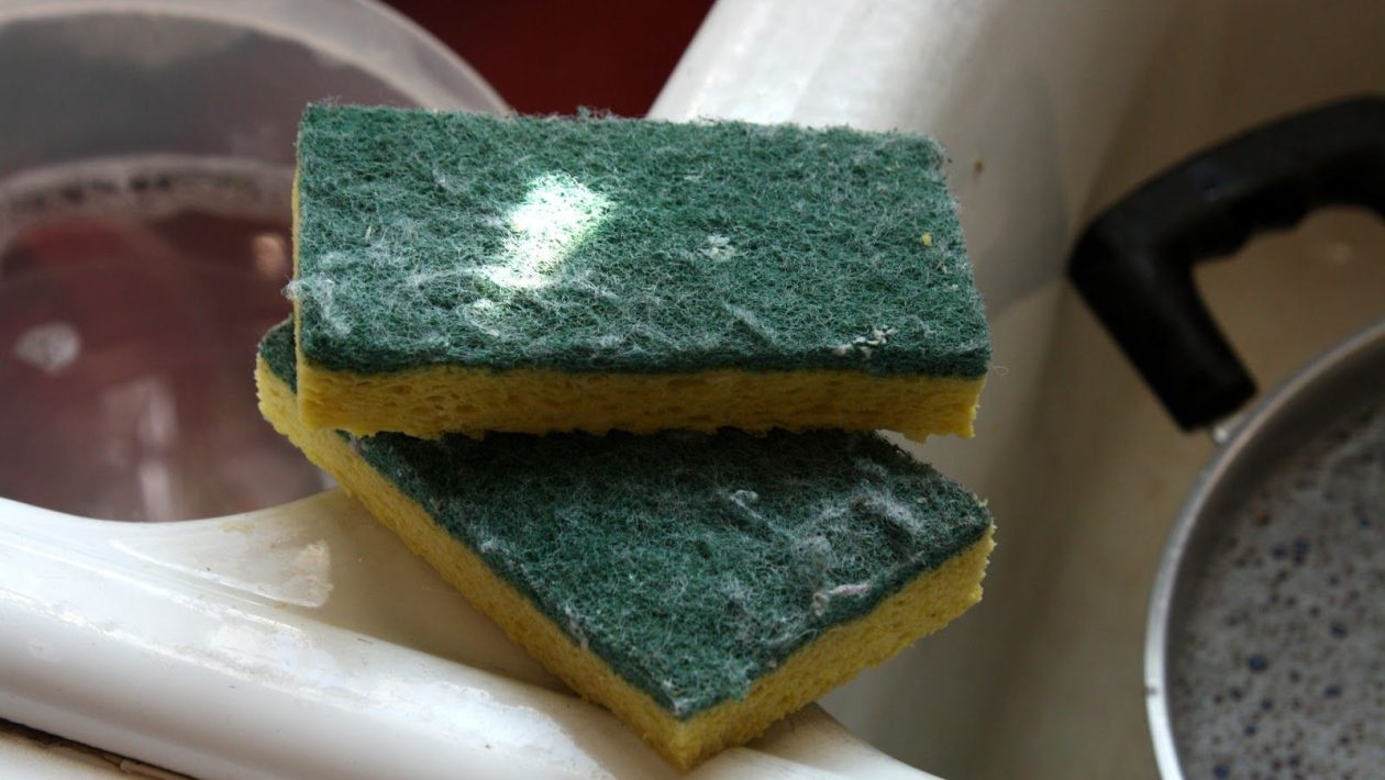 sūklīte