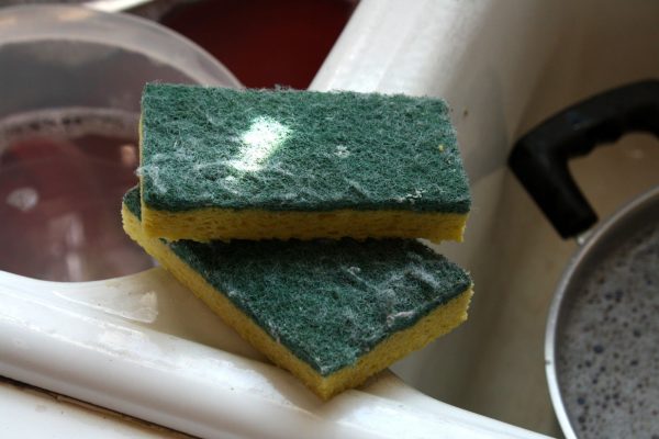 sūklīte