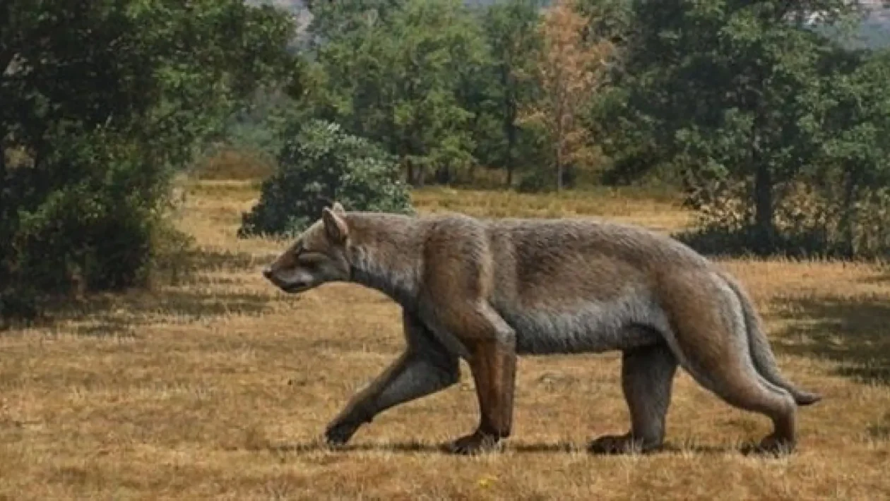 plēsē