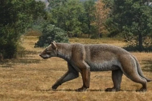 plēsē