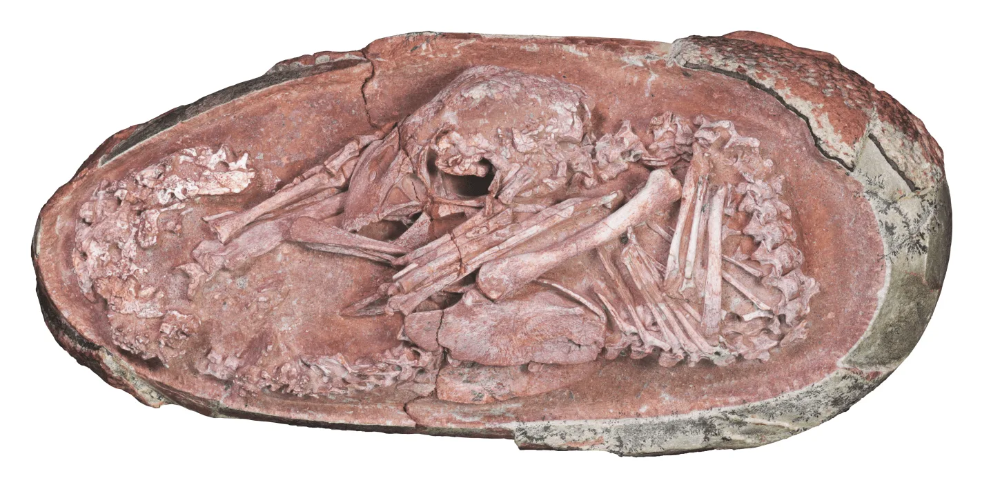 300 miljonus gadu vecs fosilija pierāda zinātnei, ka kaut kas līdzīgs dinozauriem no filmas “Rotaļlietu stāsts” patiešām ir eksistējis.